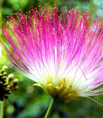 Mimosa Flower Jelly